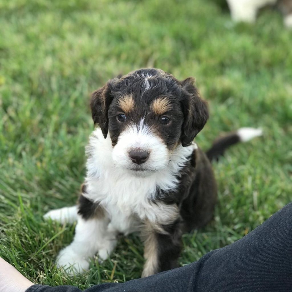 blue merle australian shepherd blue eyes