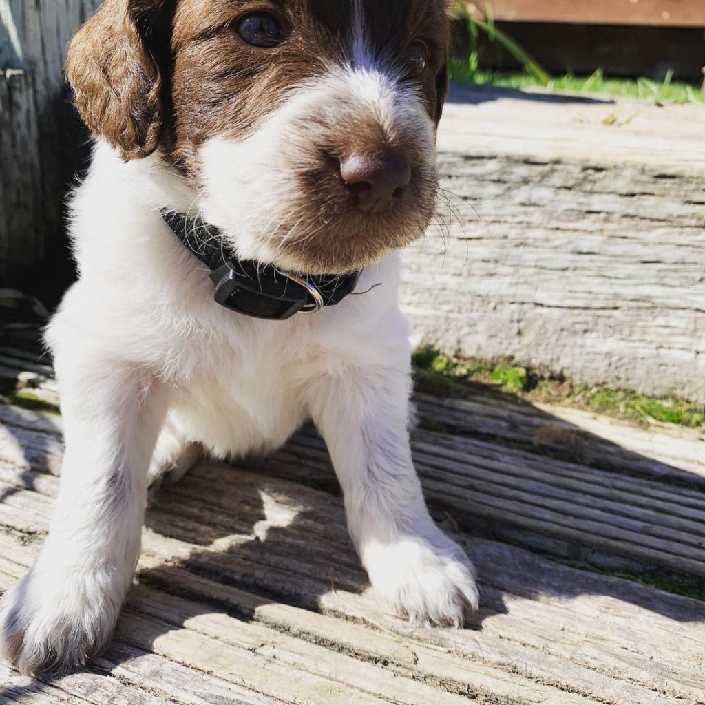 what to know before getting a mini australian shepherd