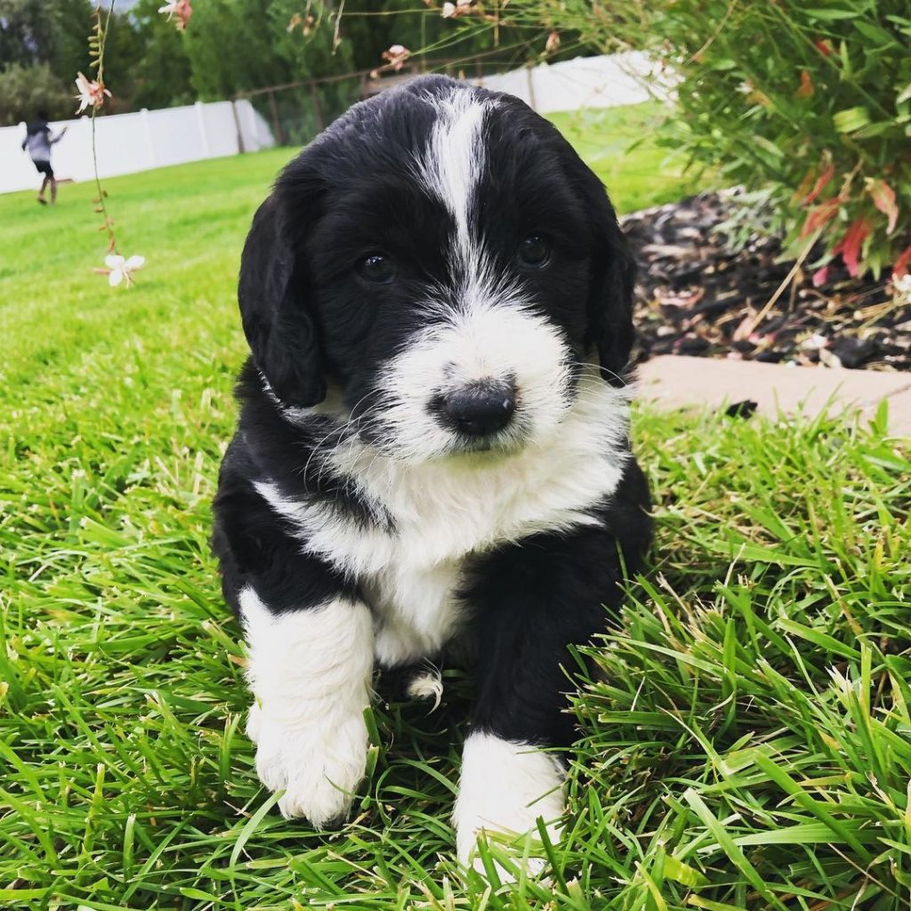 Mini Aussiedoodle Puppies For Sale near NY