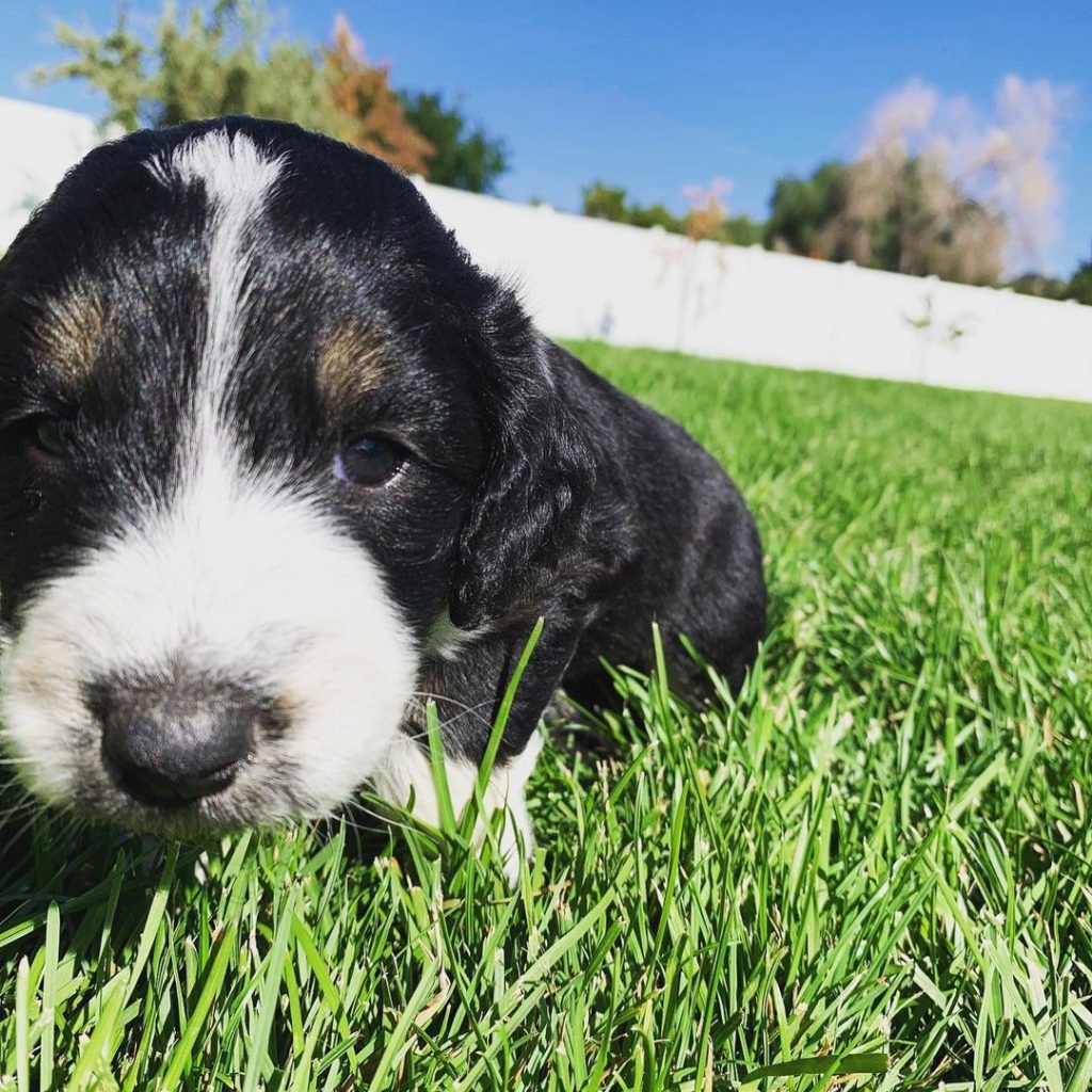 Mini Aussiedoodle Puppies For Sale near VI