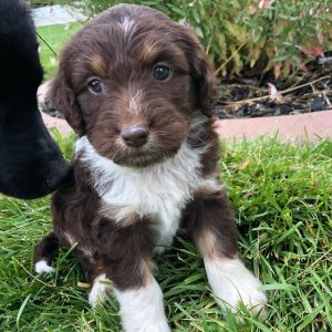 What Colors Can an Australian Shepherds Eyes Be