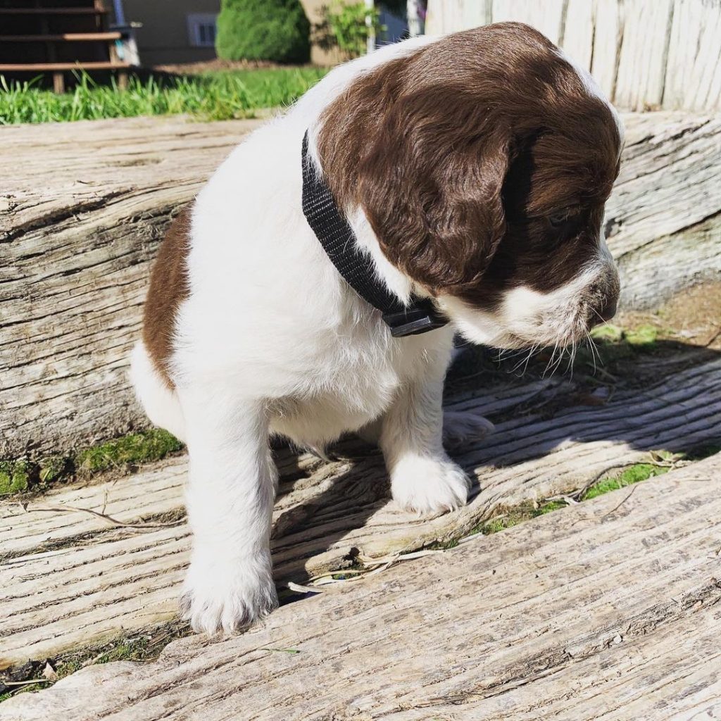 Mini Aussiedoodle Puppies For Sale near RI