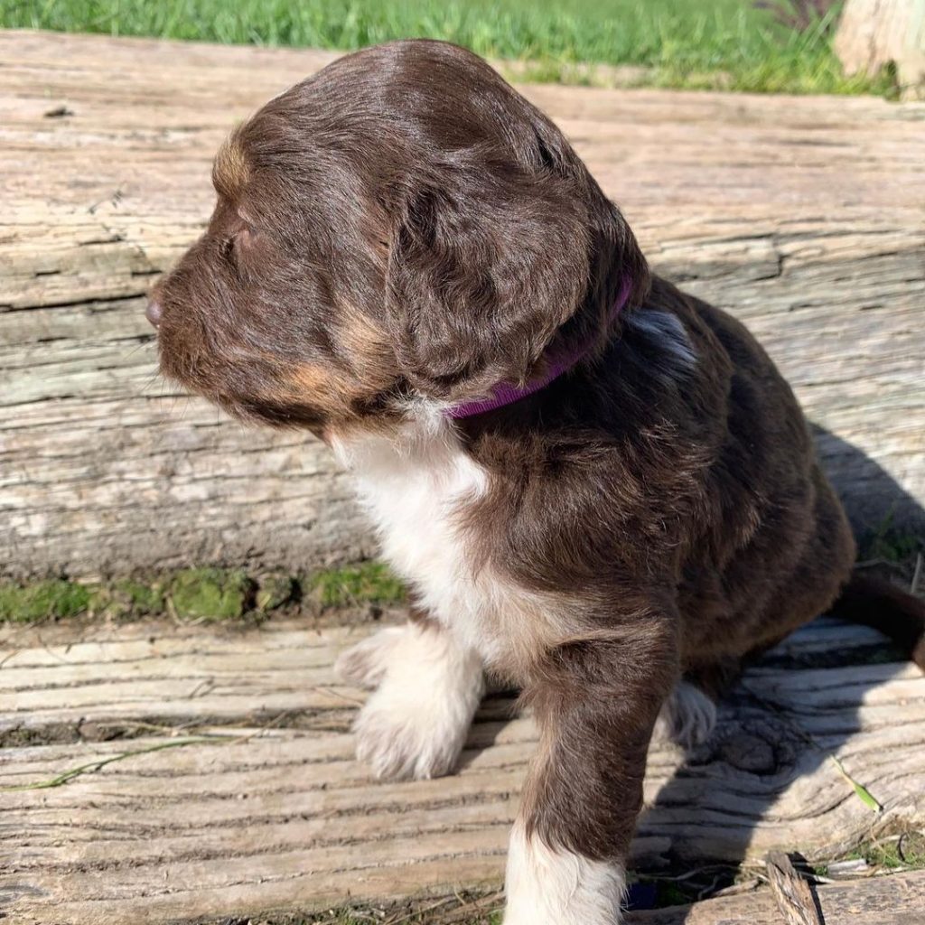 australian shepherd miniature size
