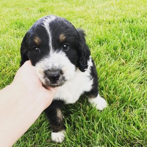 mini australian shepherd blue eyes for sale
