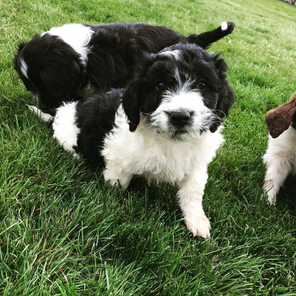 Mini Aussiedoodle Puppies For Sale near WV