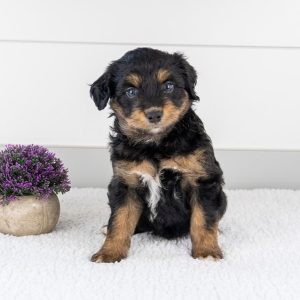 australian shepherd mini