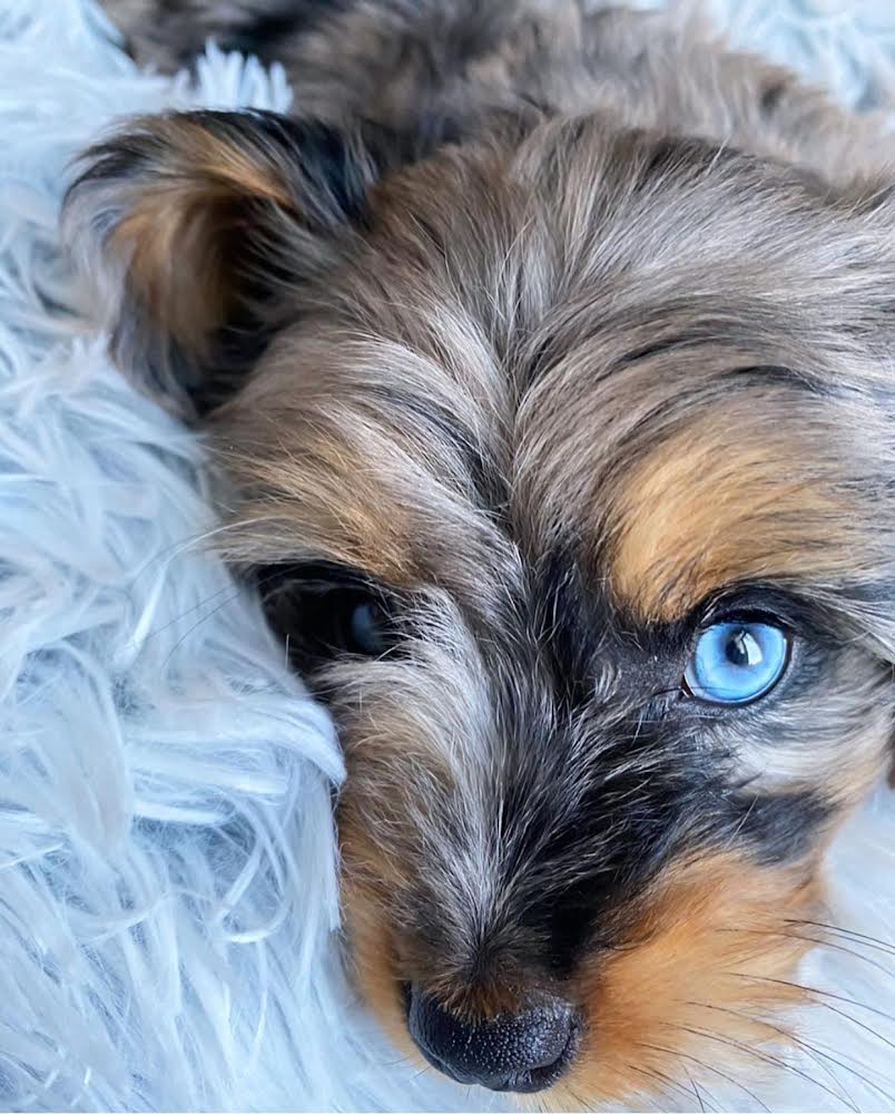 Mini Aussiedoodle Puppies For Sale near RI