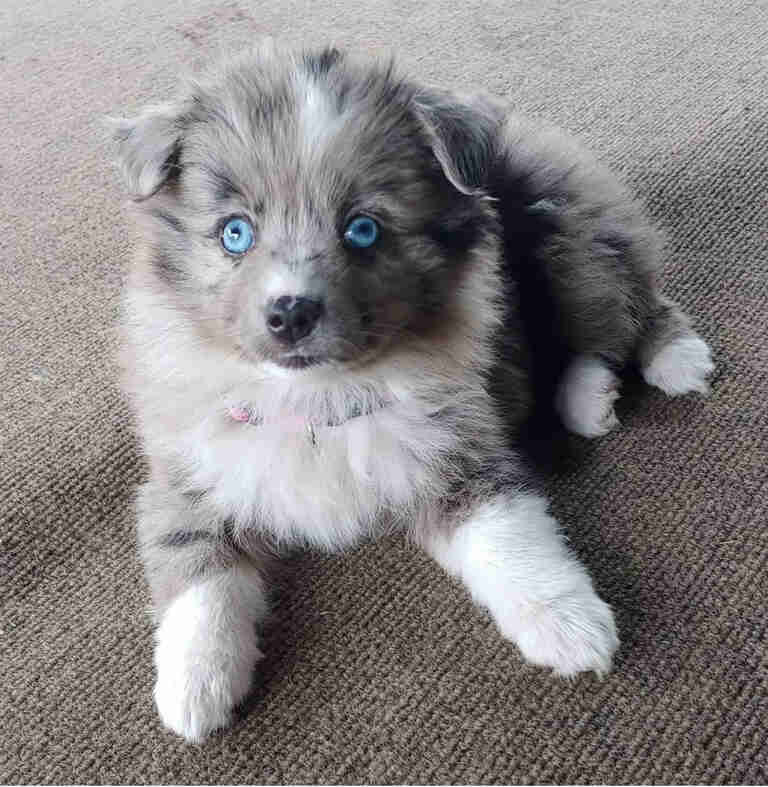 Mini Aussiedoodle Puppies For Sale near TN