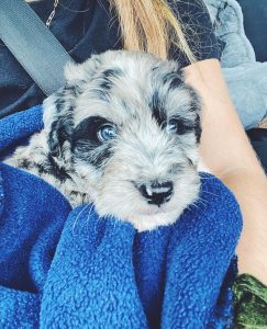 Why Do Aussies Have Different Colored Eyes