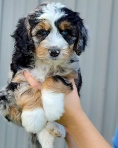 australian shepherd blue eyes for sale