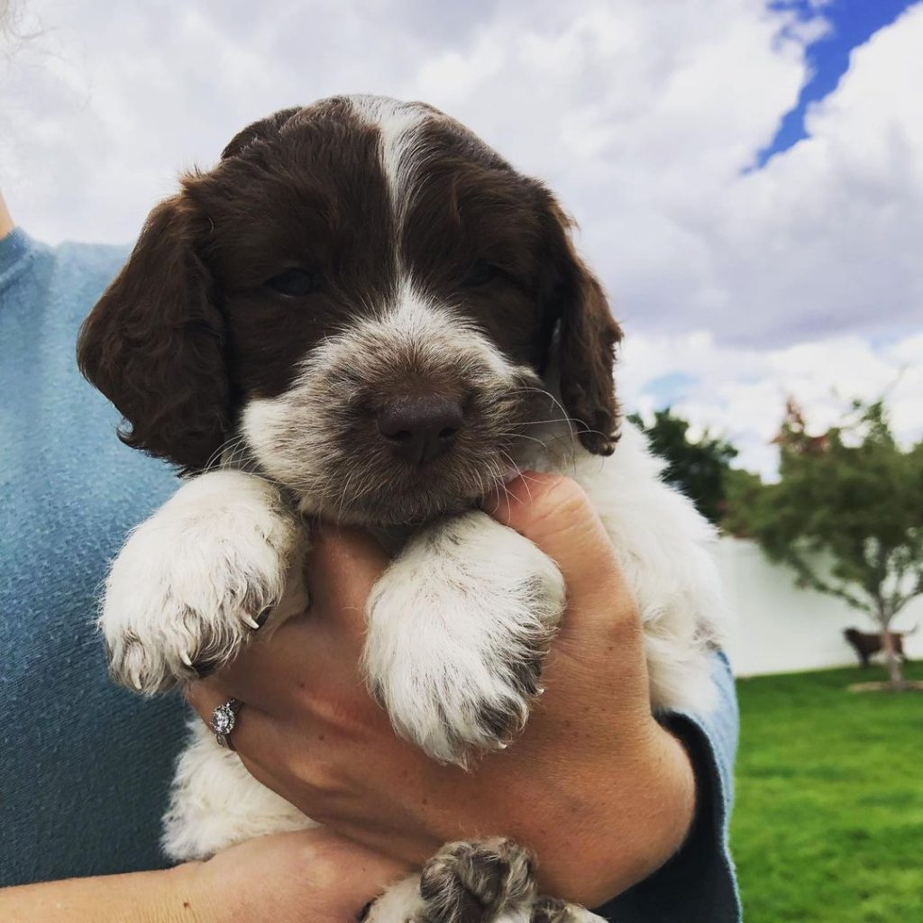 Mini Aussiedoodle Puppies For Sale near WA