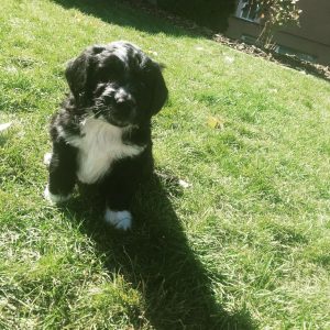 miniature australian shepherd blue eye