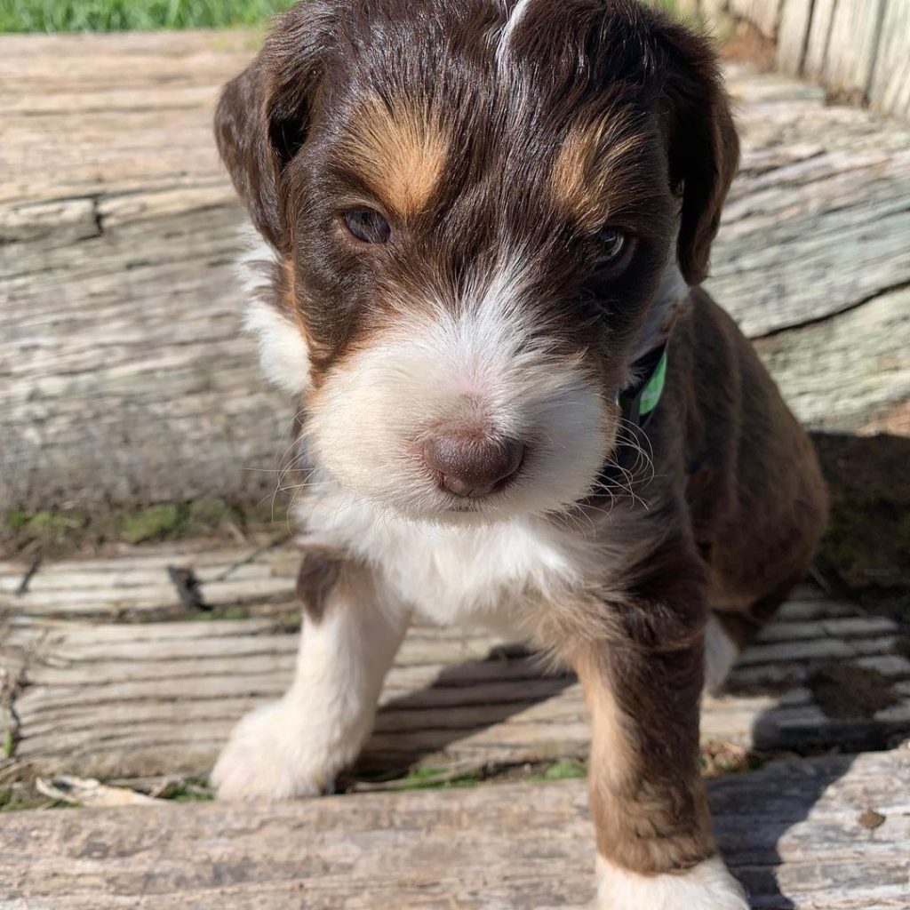 Mini Aussiedoodle Puppies For Sale near PR