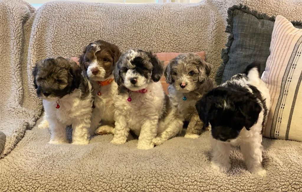 how to train a mini australian shepherd