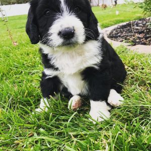 Mini Aussiedoodle For Sale in Great Bend