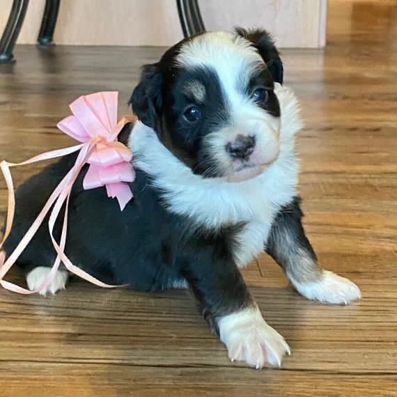 Mini Aussiedoodle Puppies For Sale near WI