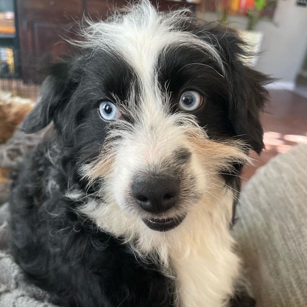 Mini Aussiedoodle Puppies For Sale in Columbia