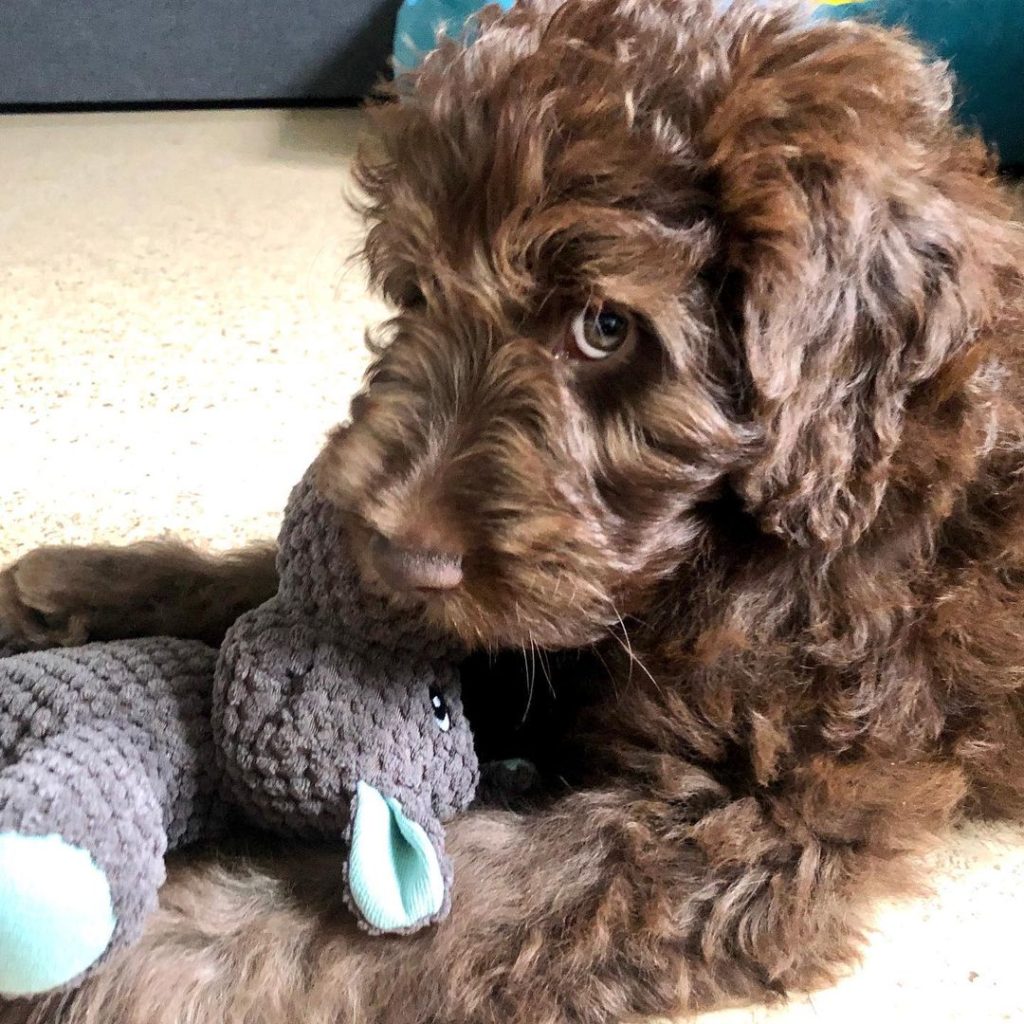 Mini Aussiedoodle Puppies For Sale in NE