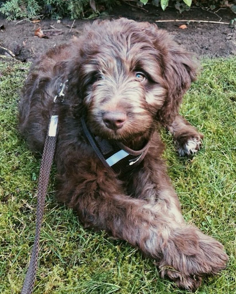 Mini Aussiedoodle Puppies For Sale in Chesterfield
