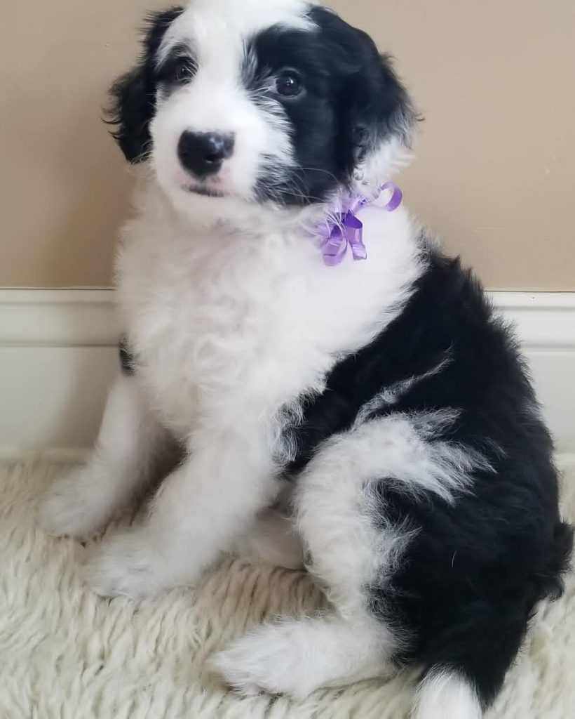 Mini Aussiedoodle Puppies For Sale in AK