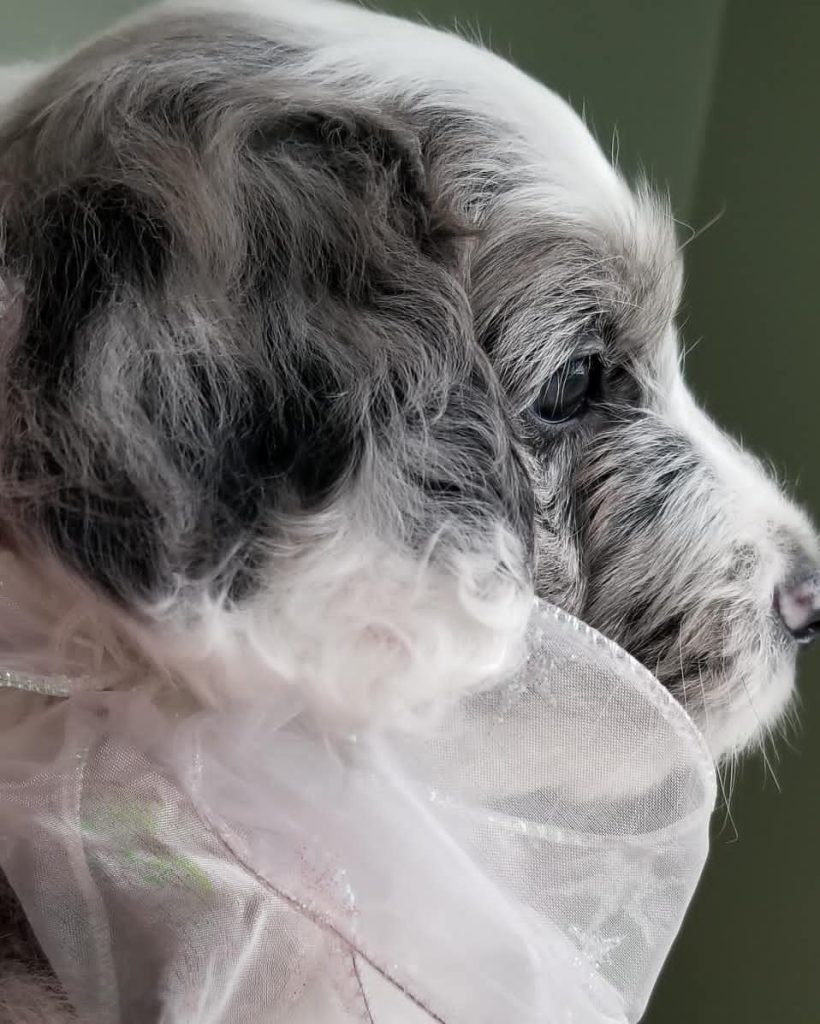 Mini Aussiedoodle Puppies For Sale in Lakewood