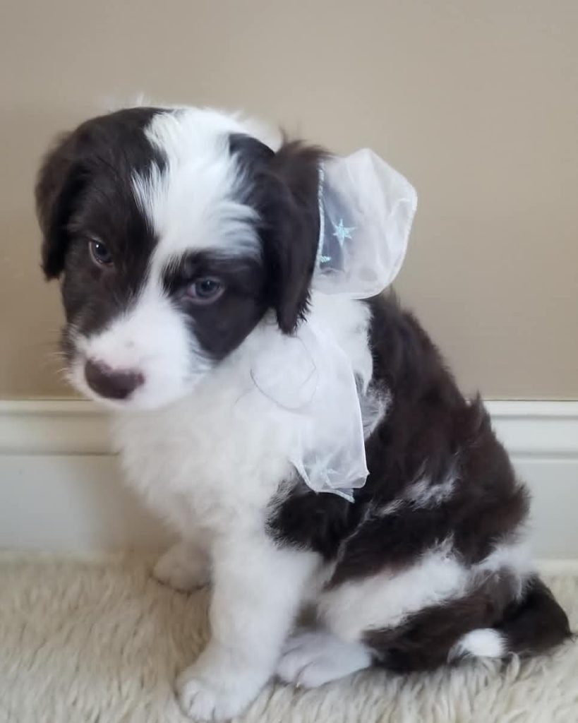 Mini Aussiedoodle Puppies For Sale in Lakeville