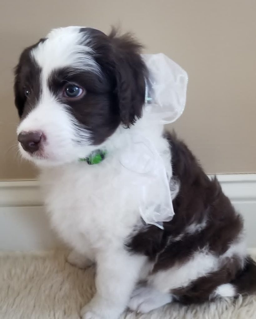 mini aussie doodles for sale oregon