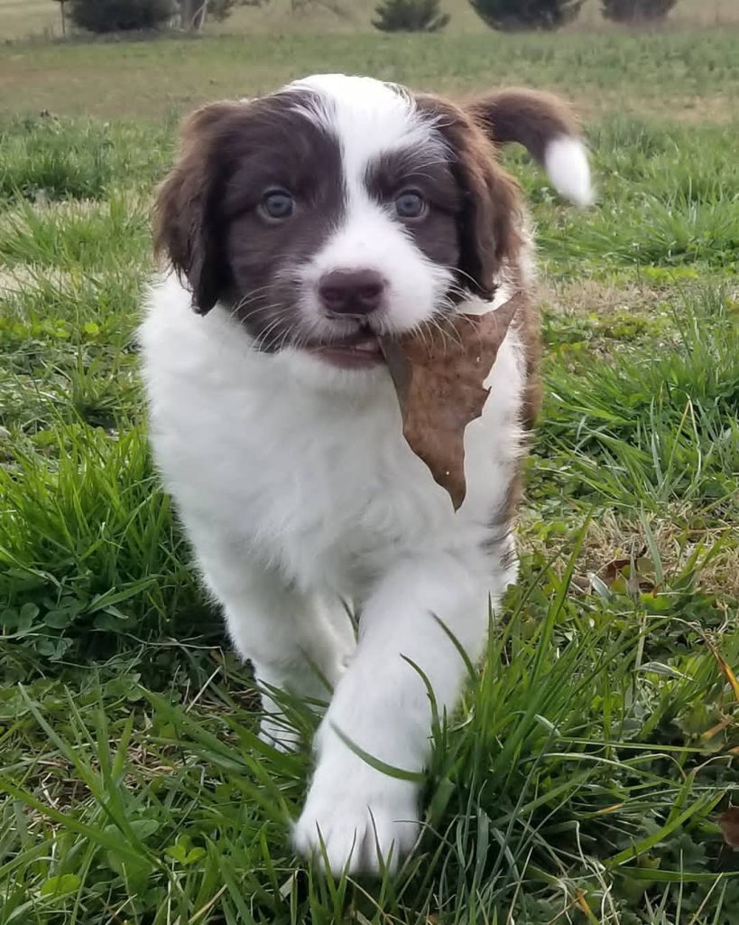 Mini Aussiedoodle Puppies For Sale in Plymouth