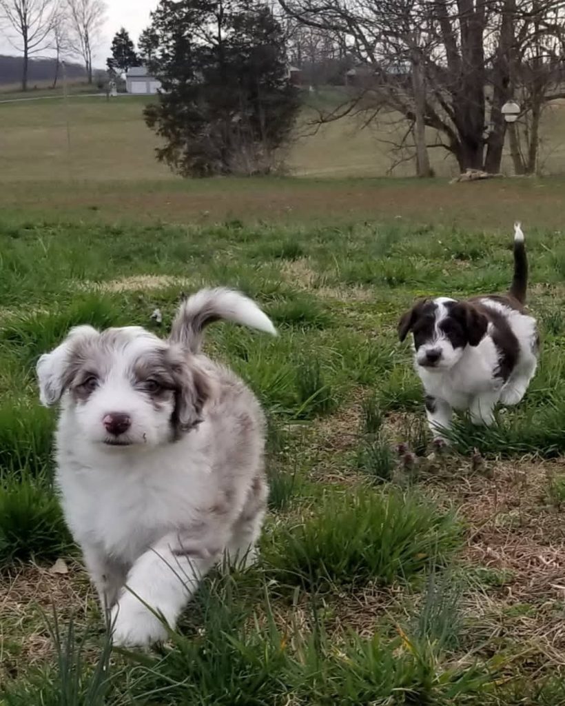 Mini Aussiedoodle Puppies for sale near Indiana