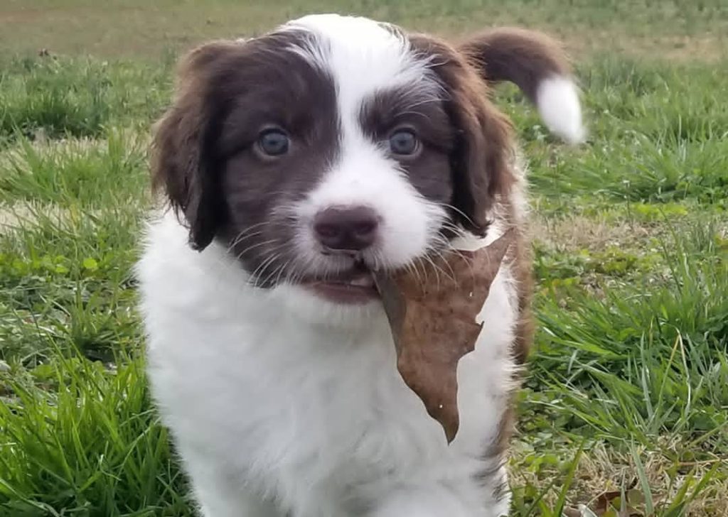 Mini Aussiedoodle Puppies For Sale in MT