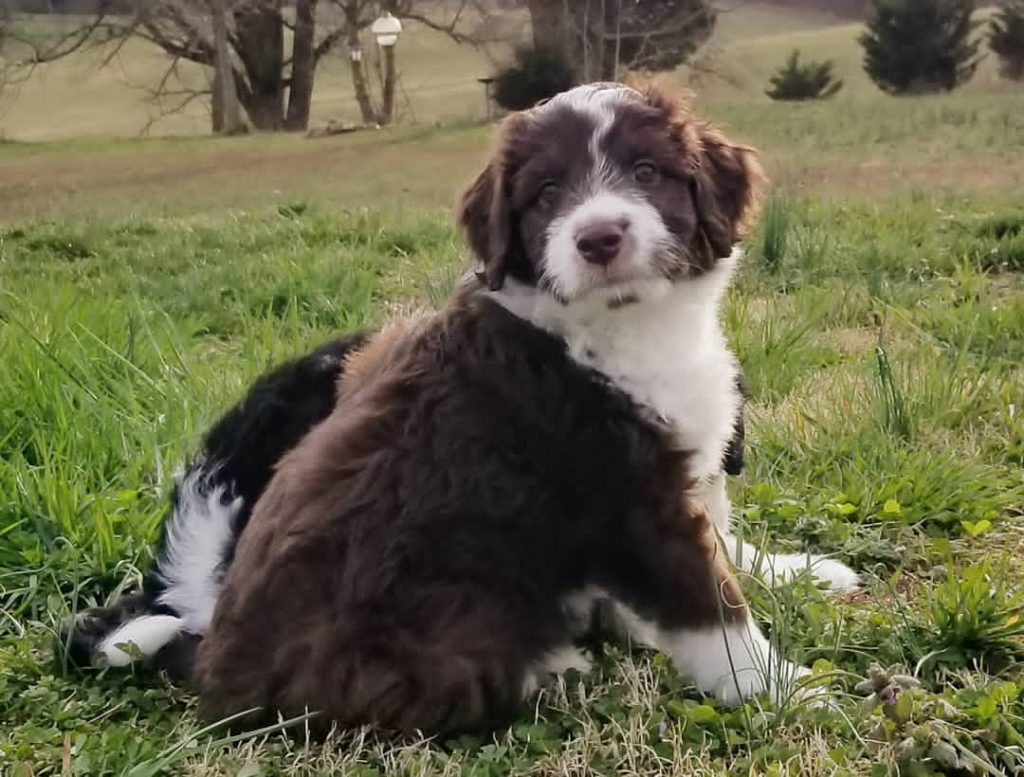 Mini Aussiedoodle Puppies For Sale in Kenosha