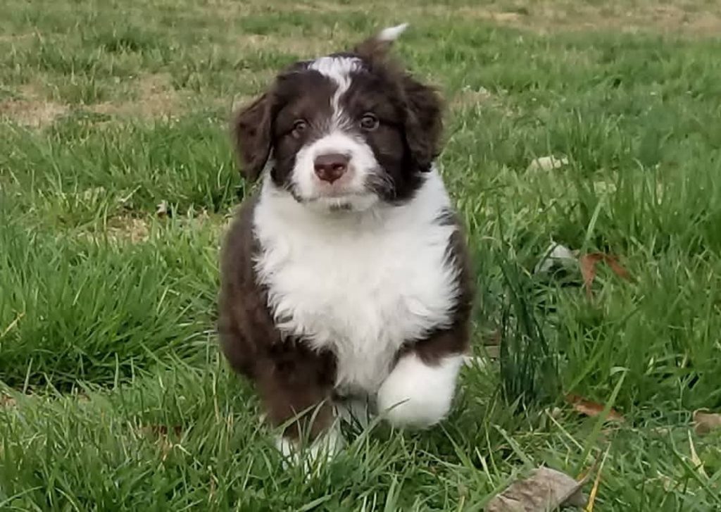 Mini Aussiedoodle Puppies For Sale in Racine