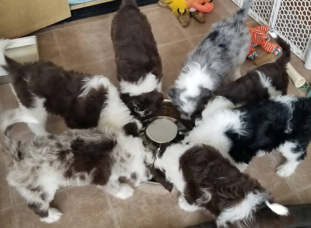 aussiedoodle puppies for adoption