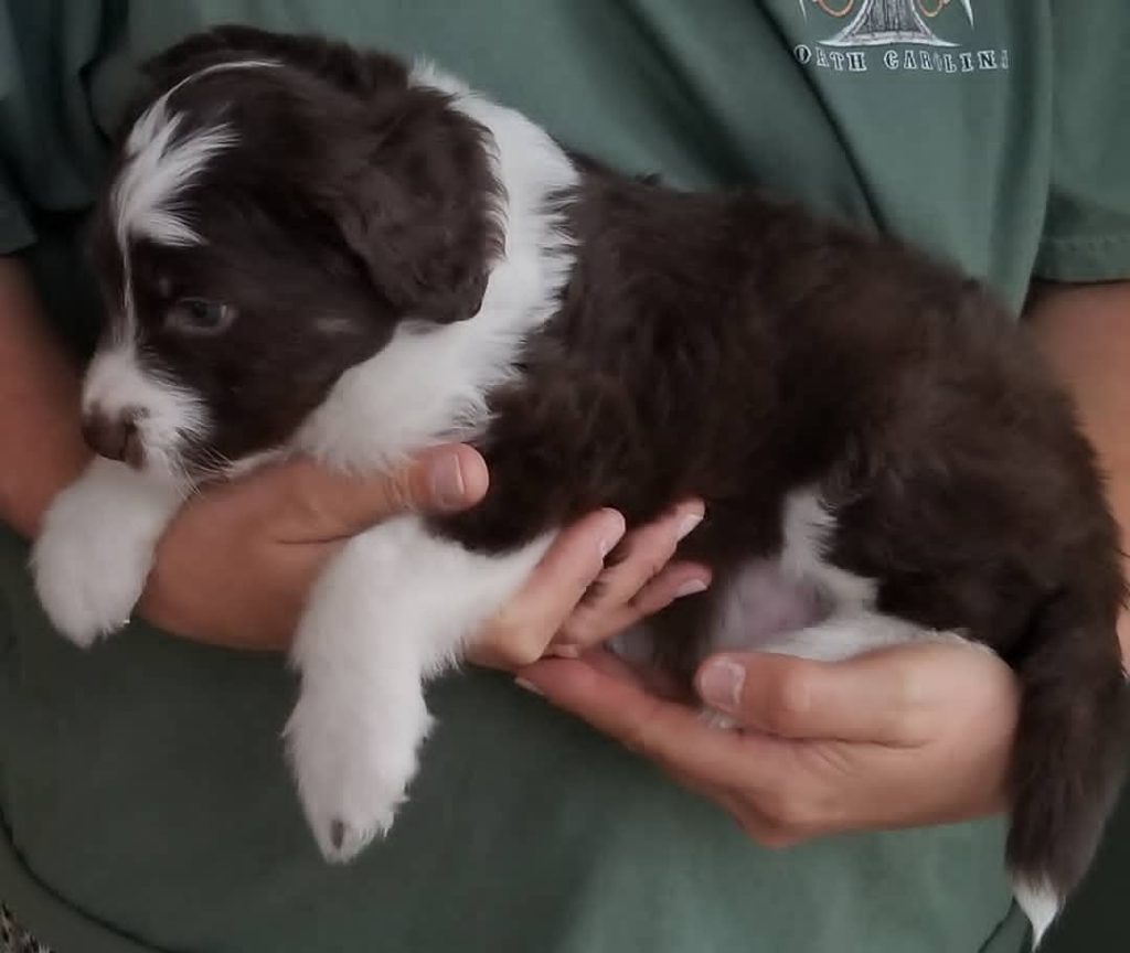 mini aussiedoodles sale kansas