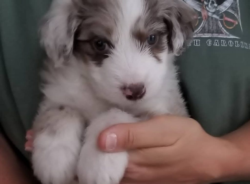 mini aussiedoodles sale in arkansas