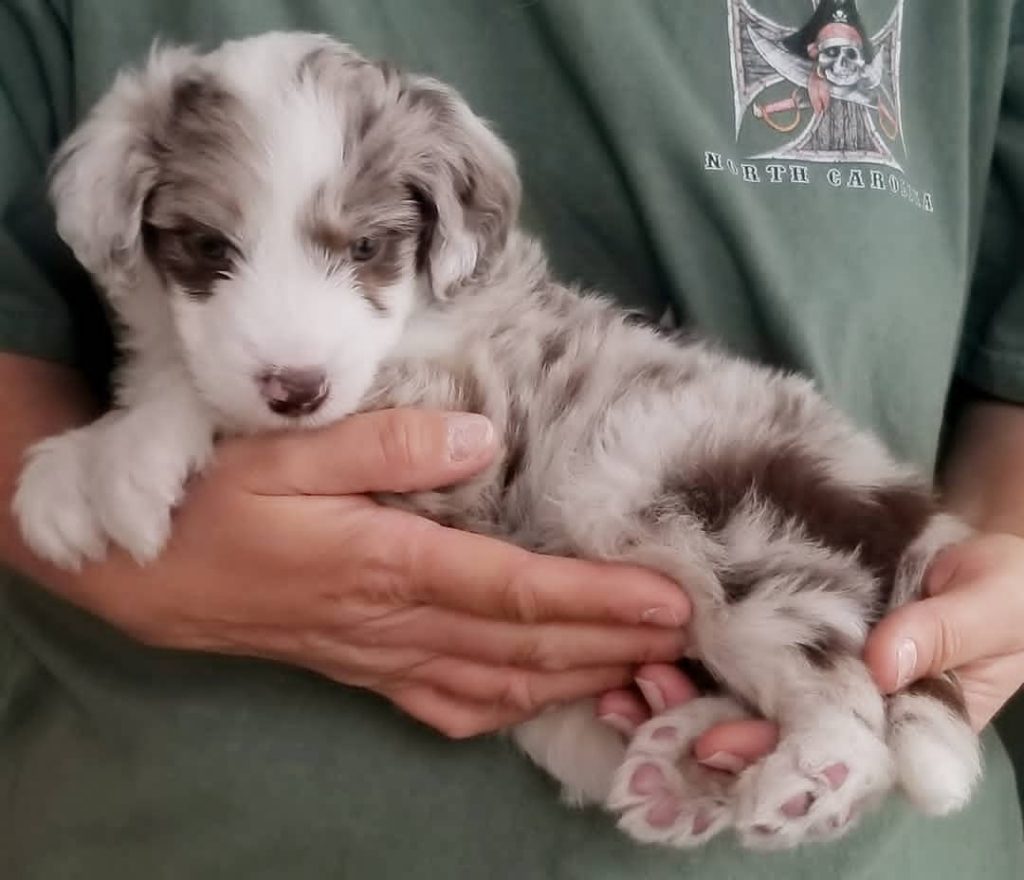 Mini Aussiedoodle Puppies For Sale in Rawlins