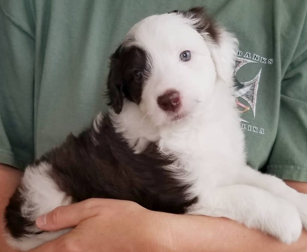 aussiedoodle puppies for sale tennessee