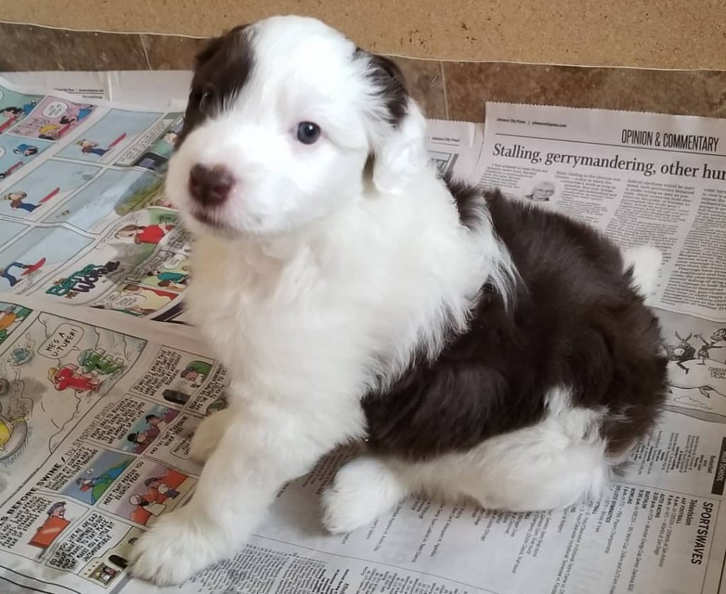 f1 mini aussiedoodle meaning