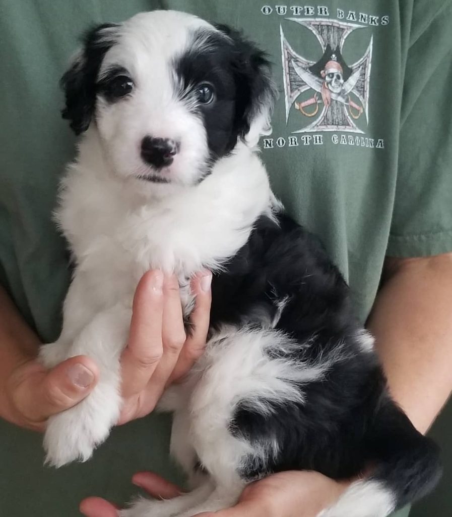 Mini Aussiedoodle Puppies For Sale in Sheridan