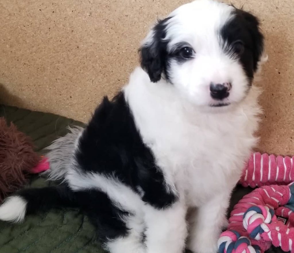f1 mini aussiedoodle hypoallergenic
