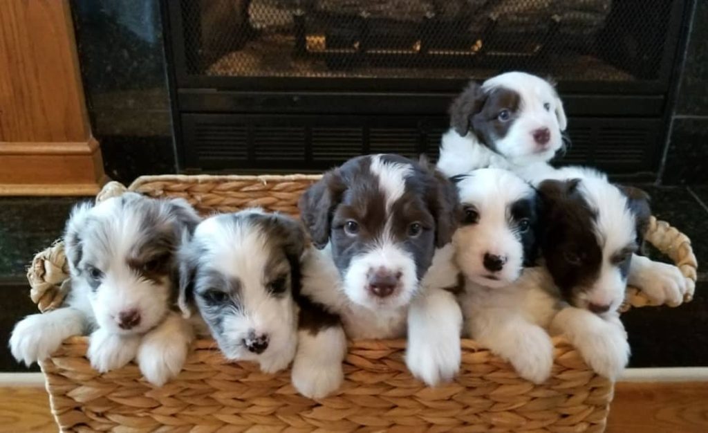 miniature aussiedoodle for sale Georgia