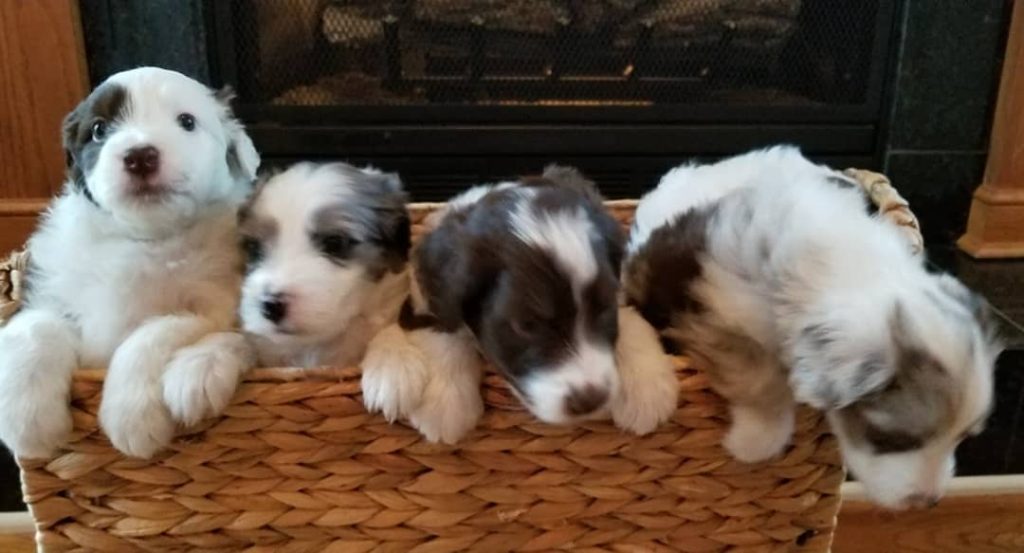 Mini Aussiedoodle Puppies For Sale in Waterford