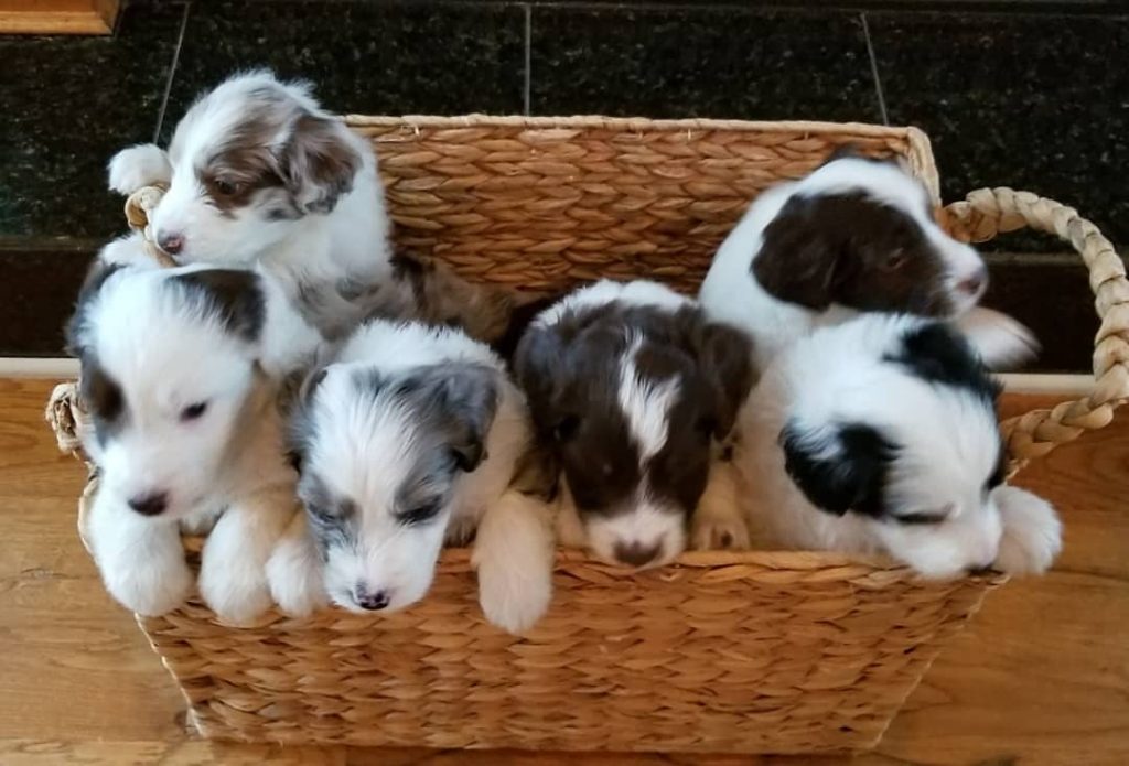 Mini Aussiedoodle Puppies For Sale in Lander