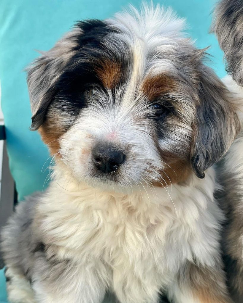 Mini Aussiedoodle Puppies For Sale in Indianapolis