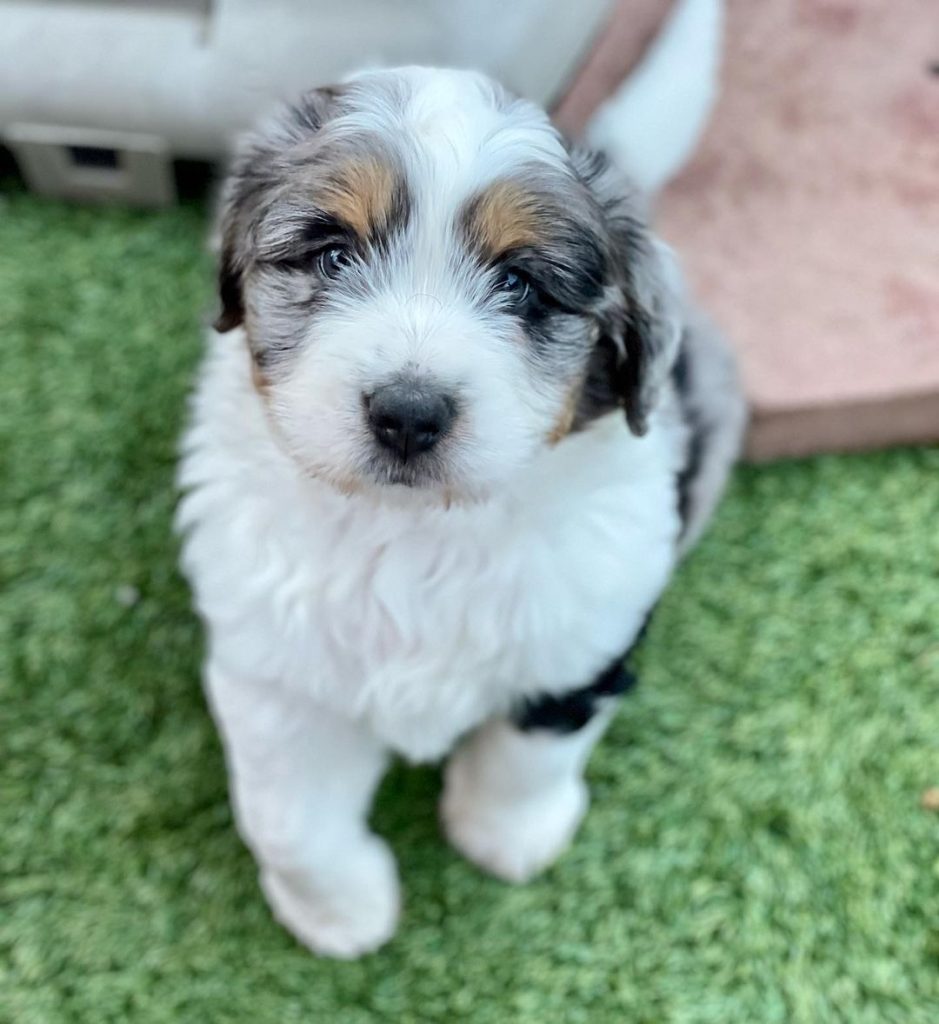 Mini Aussiedoodle Puppies For Sale in Evanston