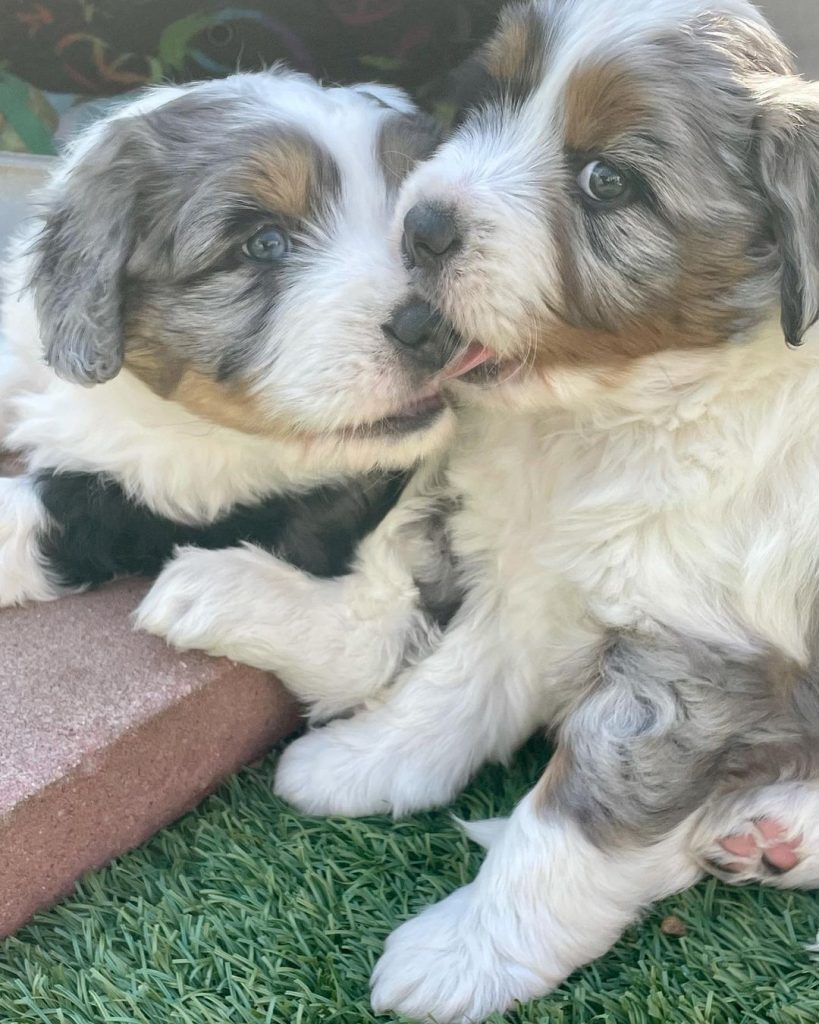 Mini Aussiedoodle Puppies For Sale in Pontiac