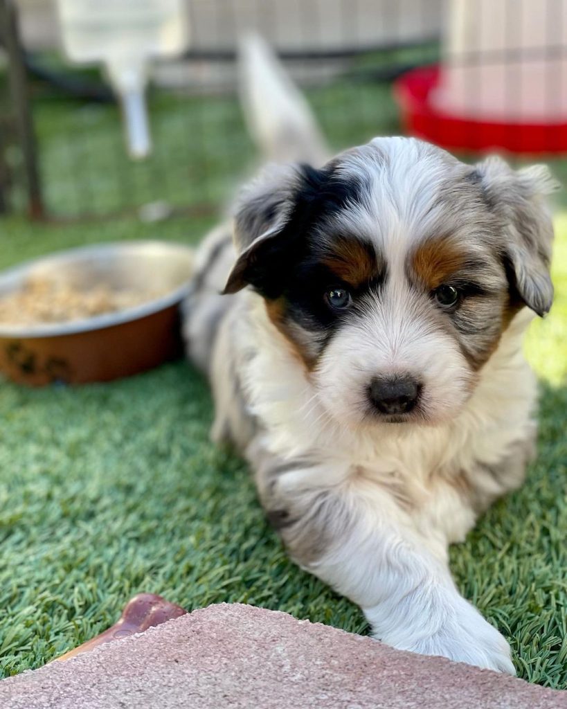Mini Aussiedoodle Puppies For Sale in Georgetown
