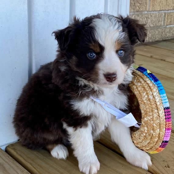 australian shepherd blue eyes