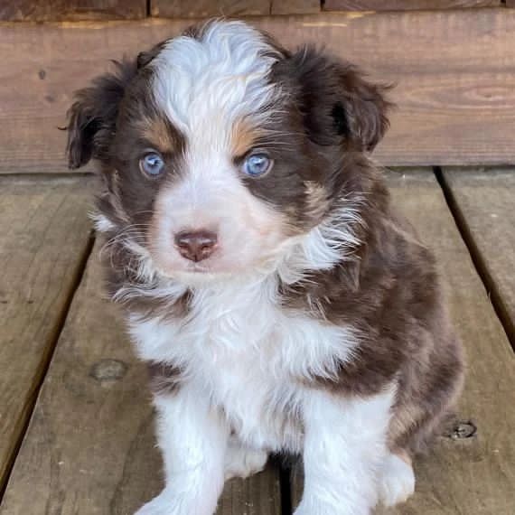 Mini Aussiedoodle Puppies For Sale near DC