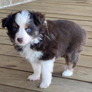 australian shepherd blue eyes for sale